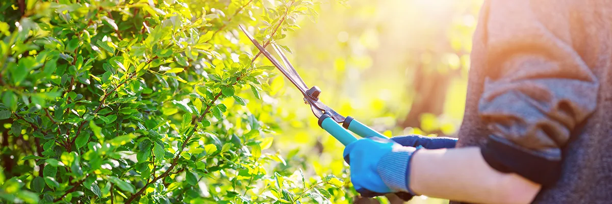 Denver Tree & Shrub Maintenance | SMG Landscaping